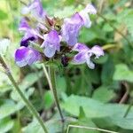 Prunella hastifolia Blüte