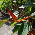 Heliconia latispatha Benth.Blodyn