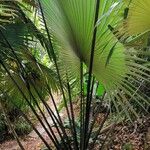 Kerriodoxa elegans Hoja