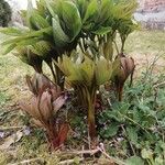 Paeonia officinalis Συνήθη χαρακτηριστικά