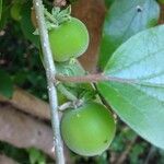 Dovyalis hebecarpa Fruit