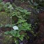 Scutellaria galerita Hábito