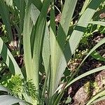 Iris spuria Leaf