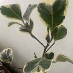 Ficus triangularis Muu