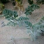 Pseudorlaya pumila ഇല