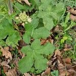 Heracleum sibiricum Leaf