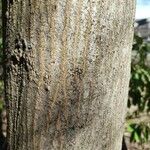 Carpinus japonica Bark