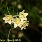 Asparagus umbellatus फूल