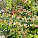 Euphorbia tithymaloides Leaf