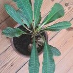 Euphorbia leuconeura Blad