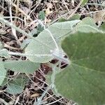 Cucumis dipsaceus Leaf