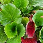 Bergenia ciliata ഫലം