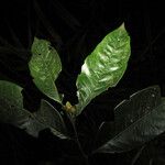 Guatteria punctata 葉