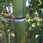 Phyllostachys violascens 树皮