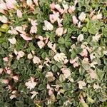 Trifolium uniflorum 花