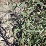 Tripolium pannonicum 葉