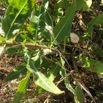 Oenothera elata 葉