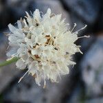 Cephalaria leucantha Bloem