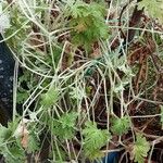 Pelargonium graveolens Hábitos