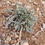 Convolvulus oleifolius Leaf