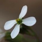 Henophyton zygarrhenum Floare