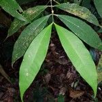 Tabernaemontana undulata Blatt