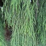 Dacrydium cupressinum Folla