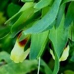 Cerinthe major Blad