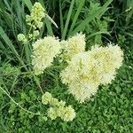 Thalictrum flavum Bloem
