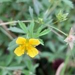 Potentilla erecta Flower