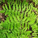 Osmunda regalisLeaf