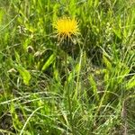 Centaurea rupestris 花