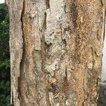 Pterocarpus rohrii چھال