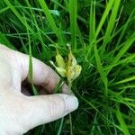 Iris tuberosa Fleur