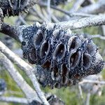 Banksia spinulosa Φρούτο