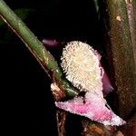 Dicranopygium umbrophilum Flor