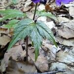 Cardamine glanduligera Fuelha