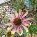 Echinacea pallida Virág