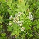 Comandra umbellata Flower