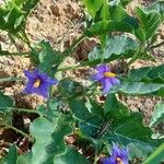 Solanum lycocarpum Flors