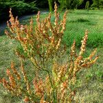 Rumex thyrsiflorus Plod