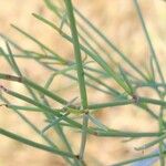 Calligonum polygonoides Leaf