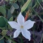 Mascarenhasia arborescens Flor
