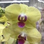 Phalaenopsis spp. Flor