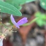 Desmodium paniculatum Květ