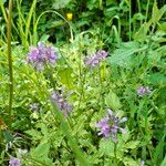 Cardamine chelidonia 花