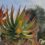 Aloe ferox Folha