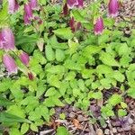 Campanula punctata Flors