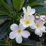 Plumeria obtusaBlomma