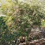 Berberis veitchii Habit